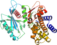 Glucokinase