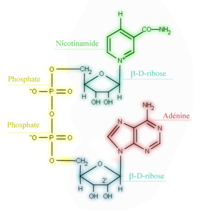 Figure 1 : La forme oxydée du nicotinamide adénine dinucléotide (NAD+)