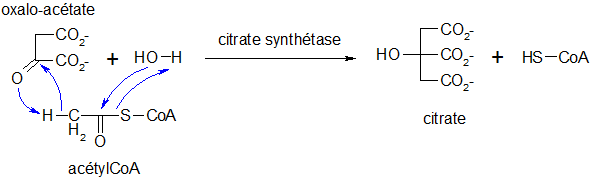 Cycle de Krebs 01.png