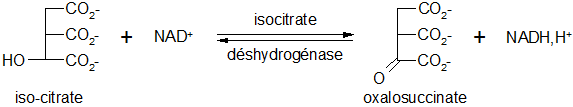 Cycle de Krebs 04.png