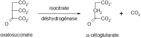 Cycle de Krebs 05.png