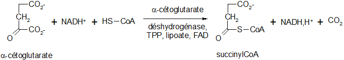 Cycle de Krebs 06.png