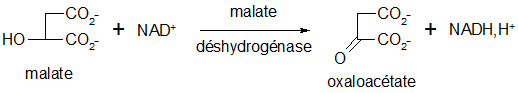 Cycle de Krebs 10.png