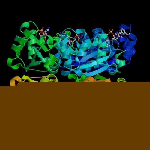 Structure quaternaire hexamérique de la NDP kinase humaine